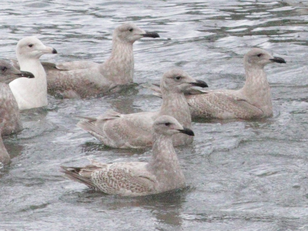 Western x Glaucous-winged Gull (hybrid) - ML613476535