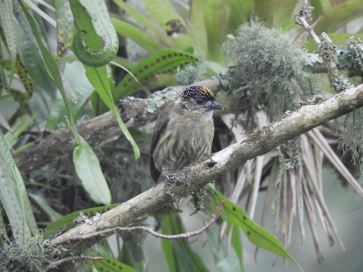 Olivaceous Piculet - Lisandro Moran