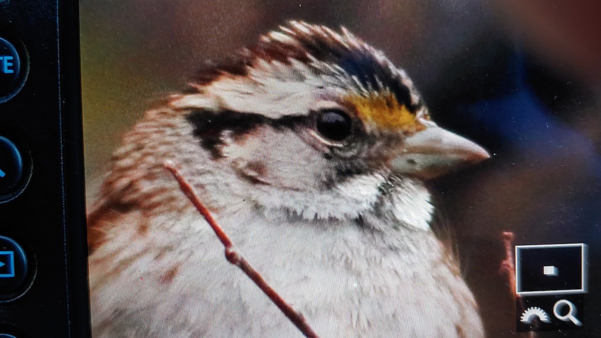 White-throated Sparrow - ML613476576