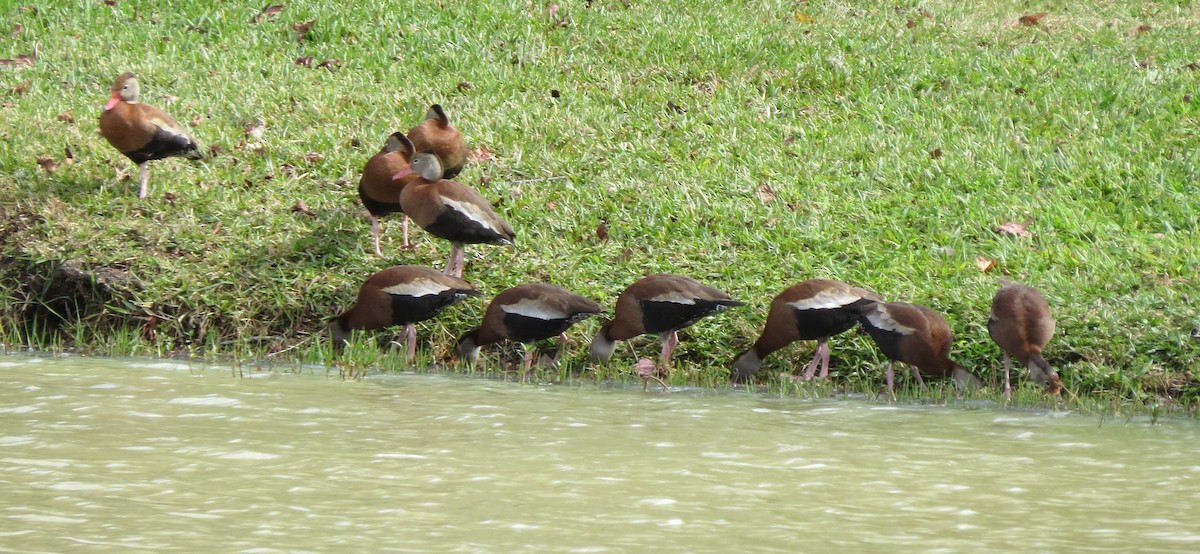 Black-bellied Whistling-Duck - ML613476742