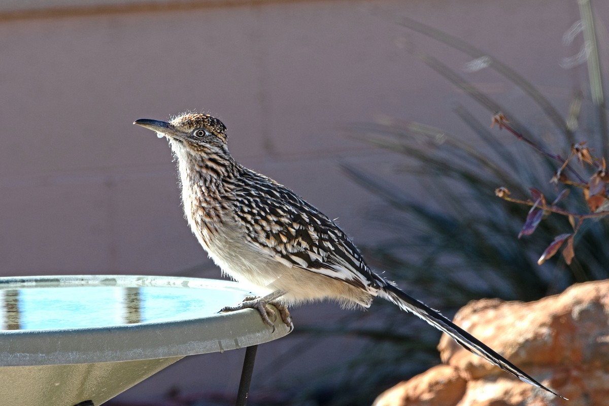 Greater Roadrunner - ML613476863