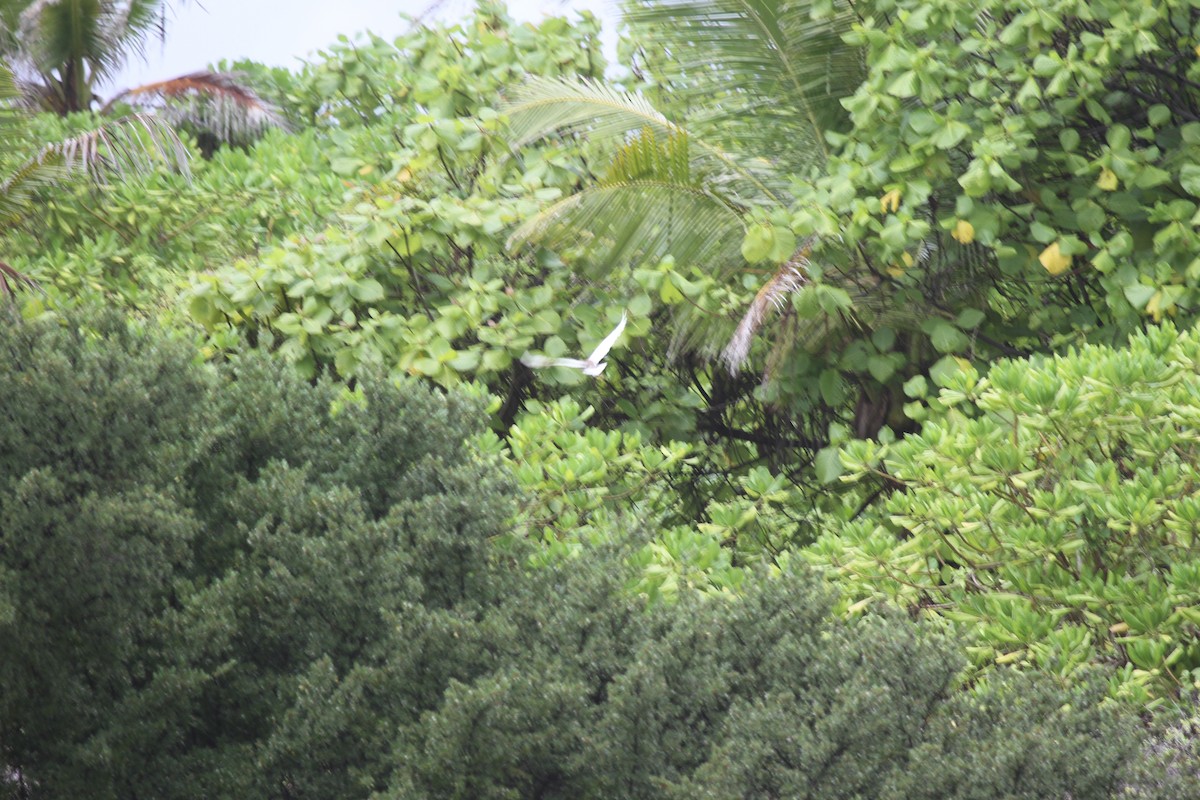 Chinese Pond-Heron - Joy Tansey