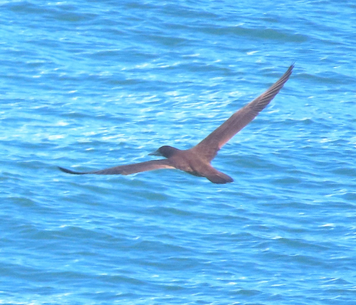 Brown Booby - ML613476969