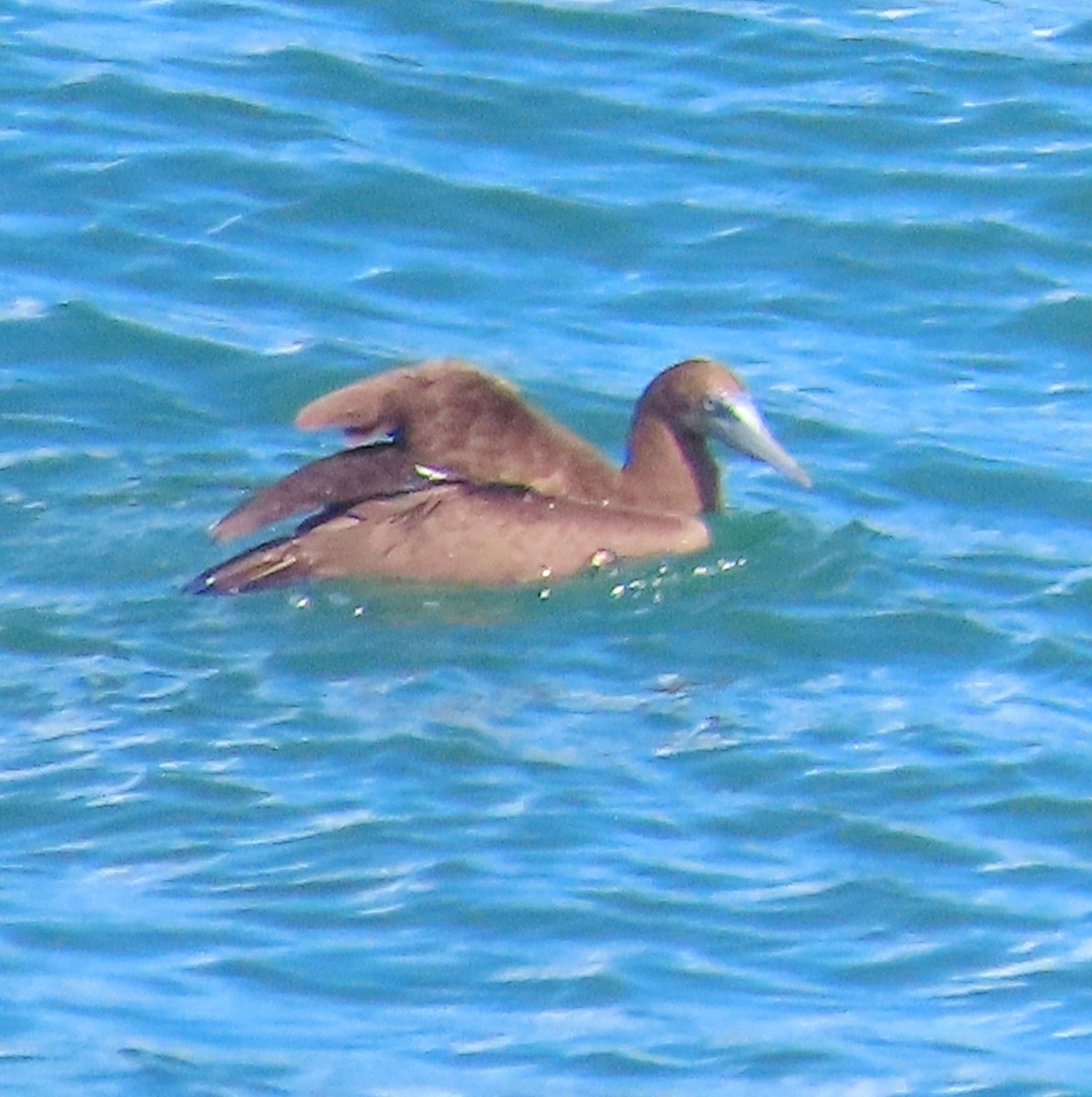 Brown Booby - ML613476971