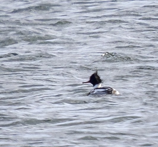 Red-breasted Merganser - ML613477078