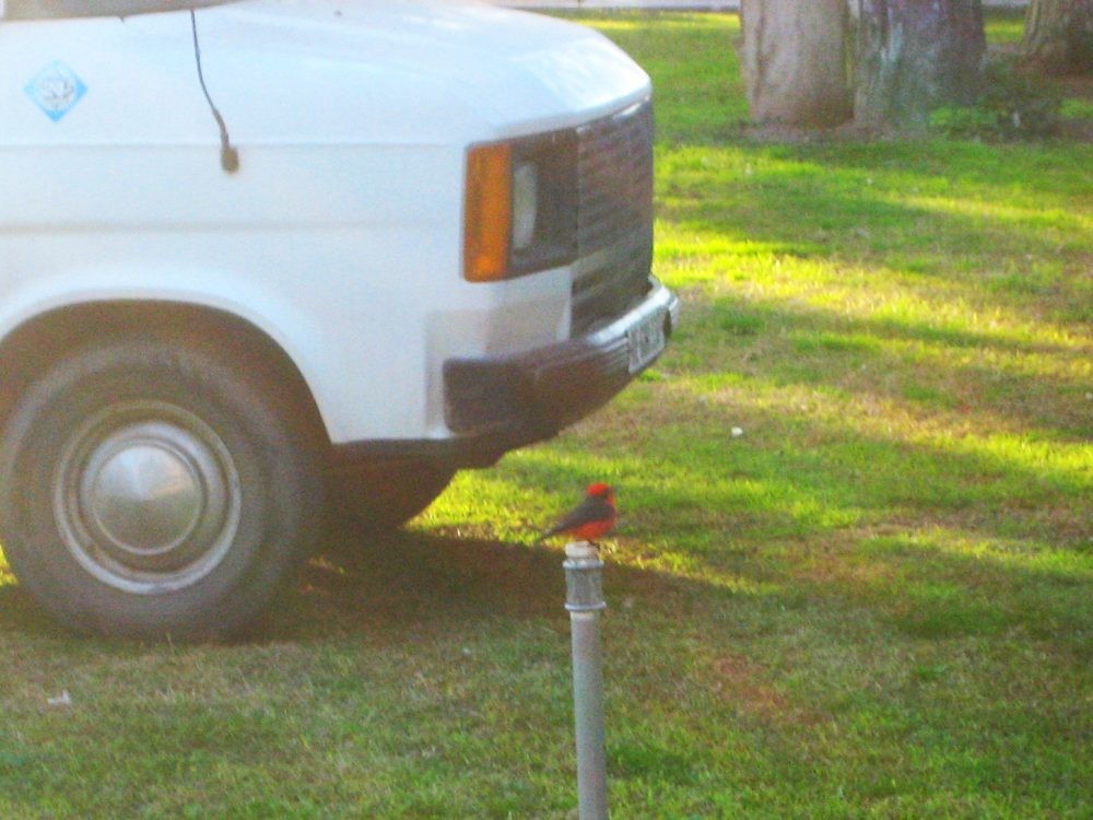 Vermilion Flycatcher - ML613477187