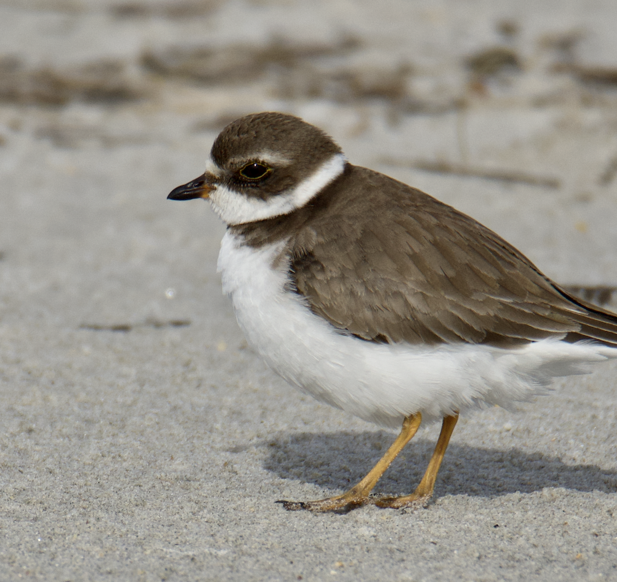 Semipalmated Plover - ML613477268