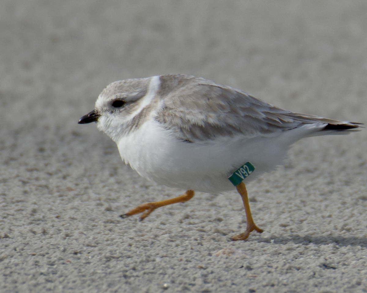 Piping Plover - ML613477284