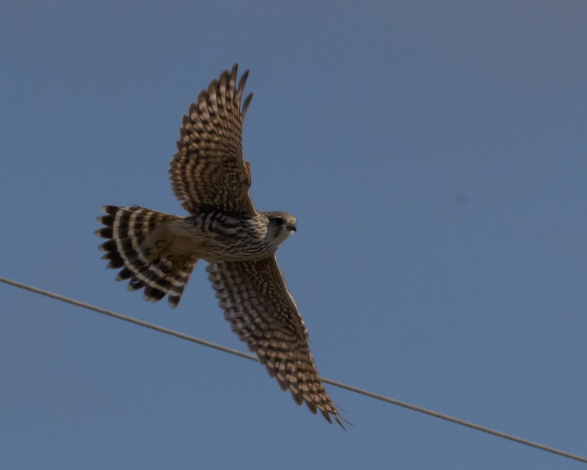 Підсоколик малий (підвид columbarius) - ML613477299