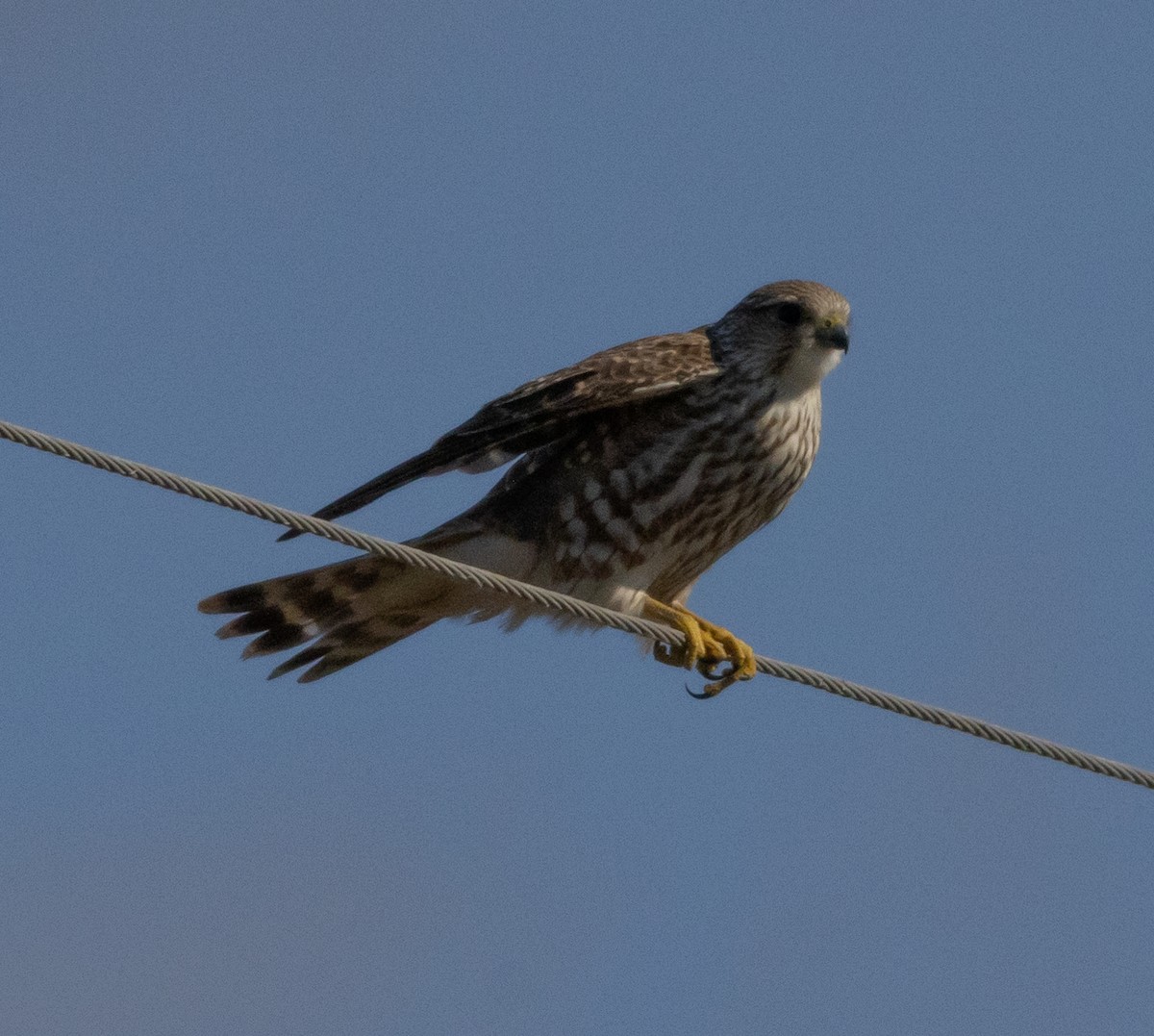 Merlin (columbarius) - ML613477300