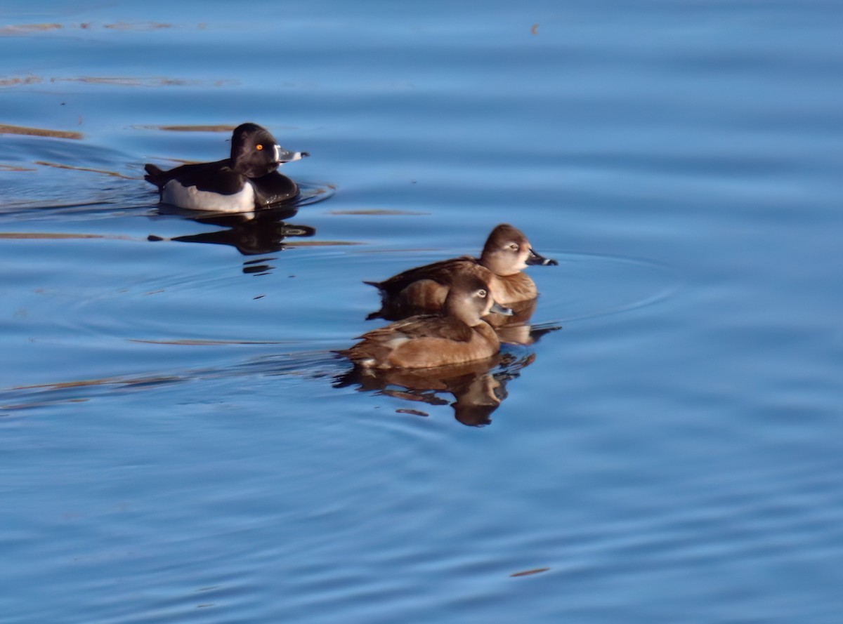 Ring-necked Duck - ML613477303