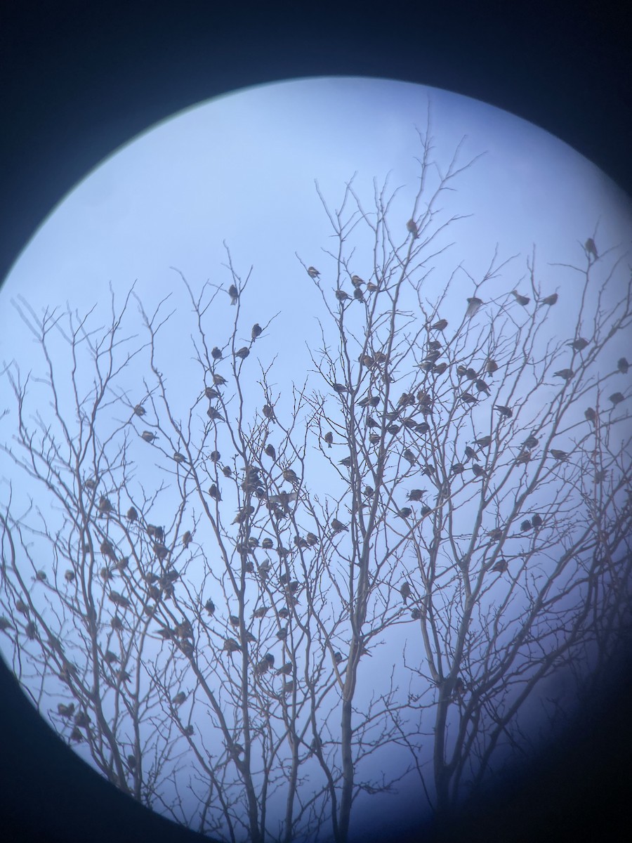 rosy-finch sp. - ML613477323