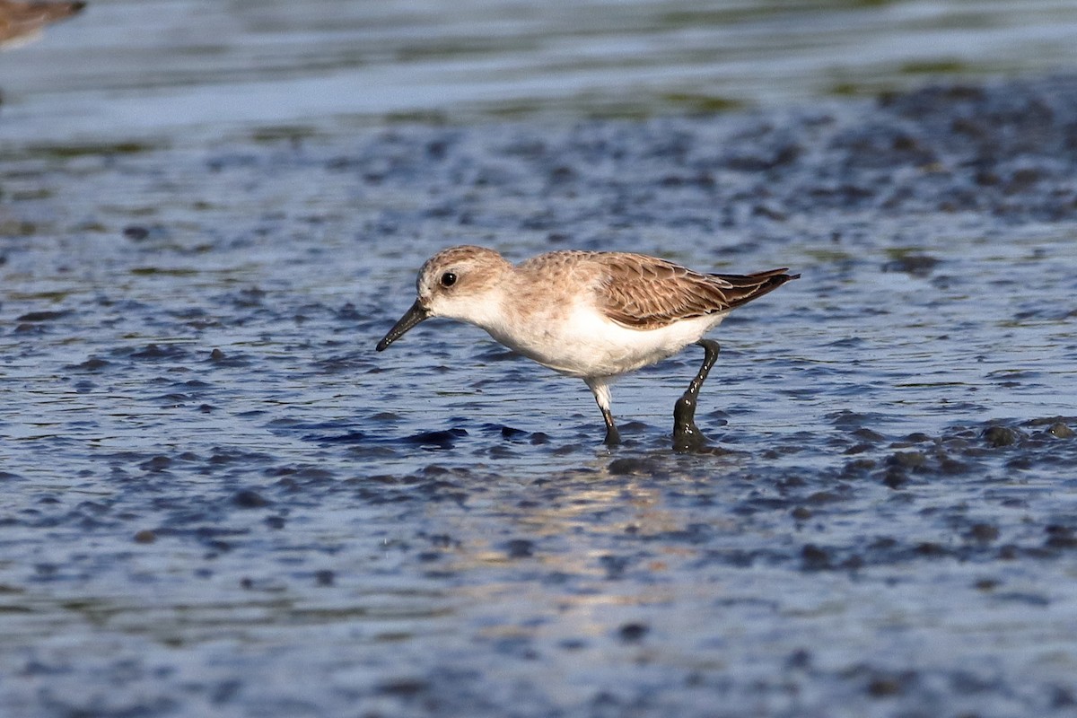 Red-necked Stint - ML613477454