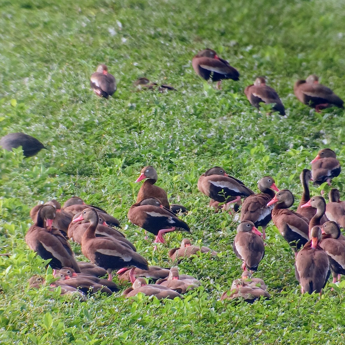 Black-bellied Whistling-Duck - ML613477496