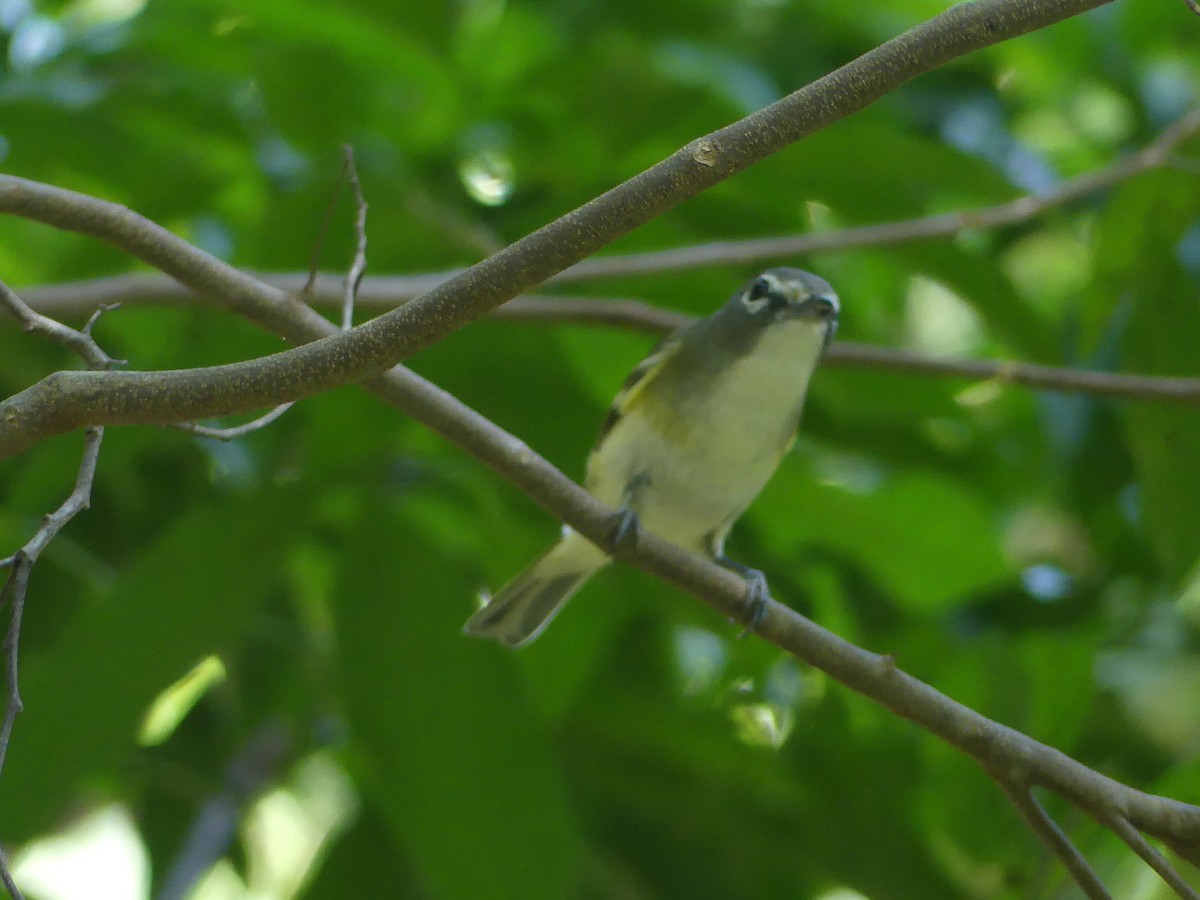Blue-headed Vireo - ML613477524