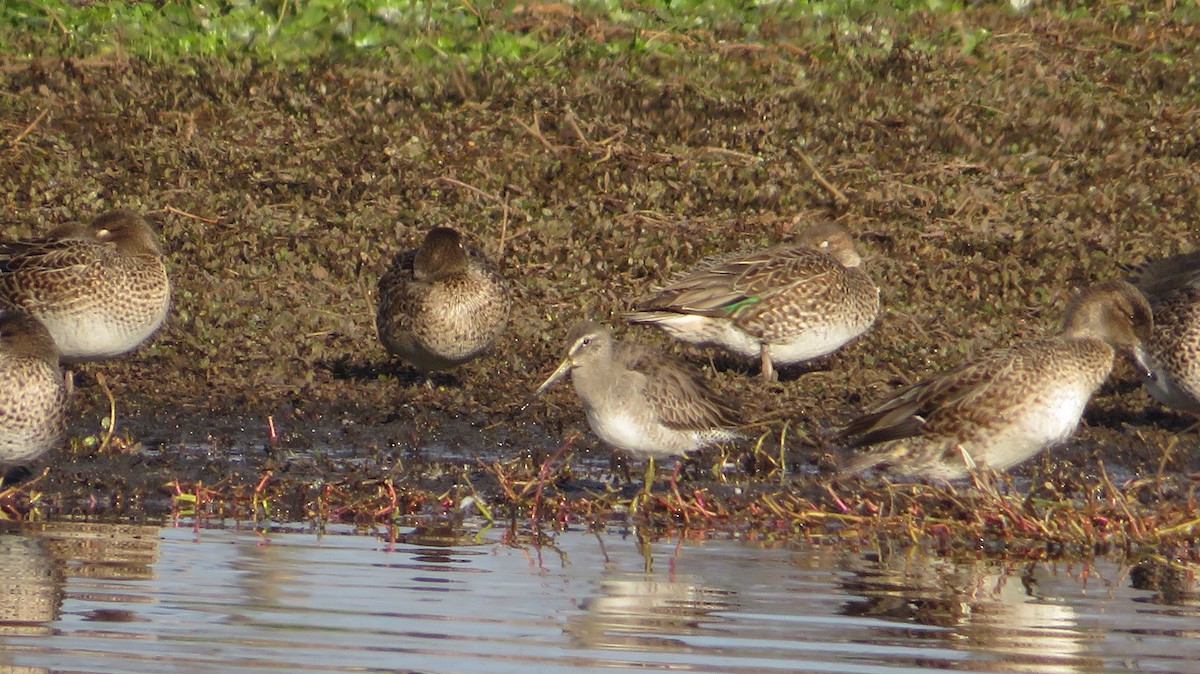 Long-billed Dowitcher - ML613477532