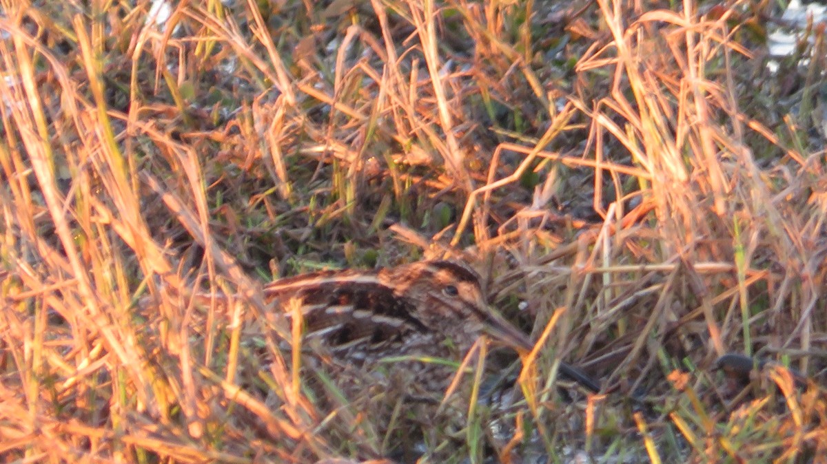 Wilson's Snipe - ML613477574