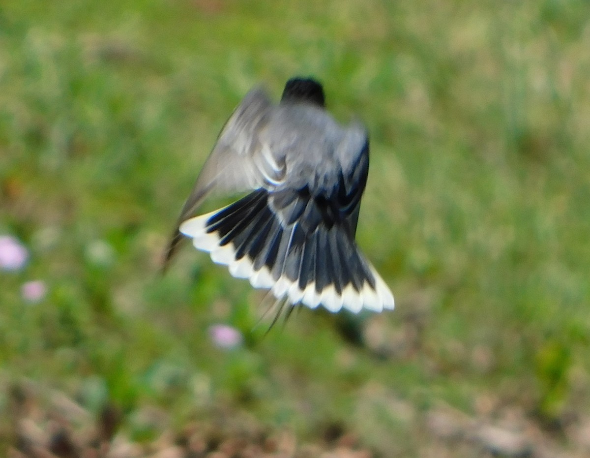 Eastern Kingbird - ML61347761