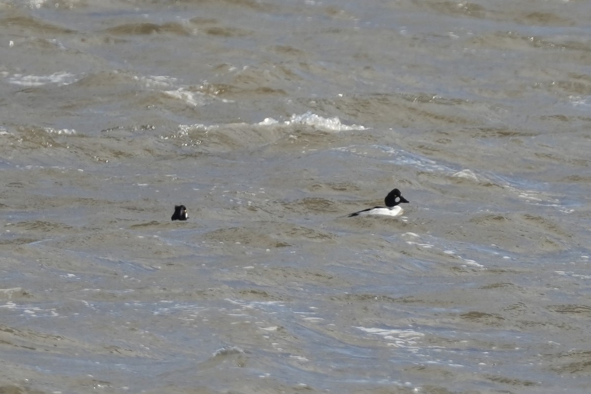 Common Goldeneye - ML613477634