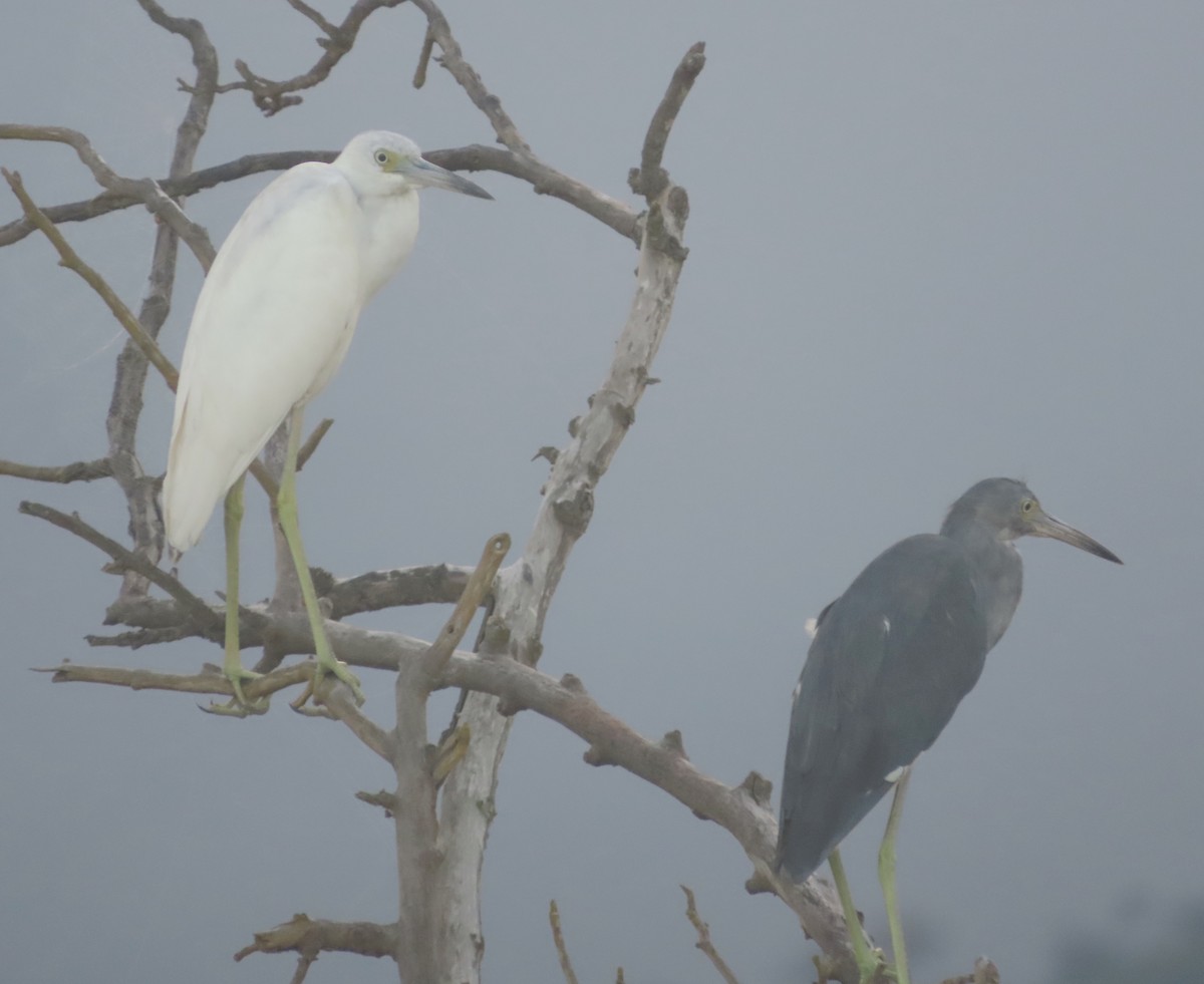 Little Blue Heron - ML613477635