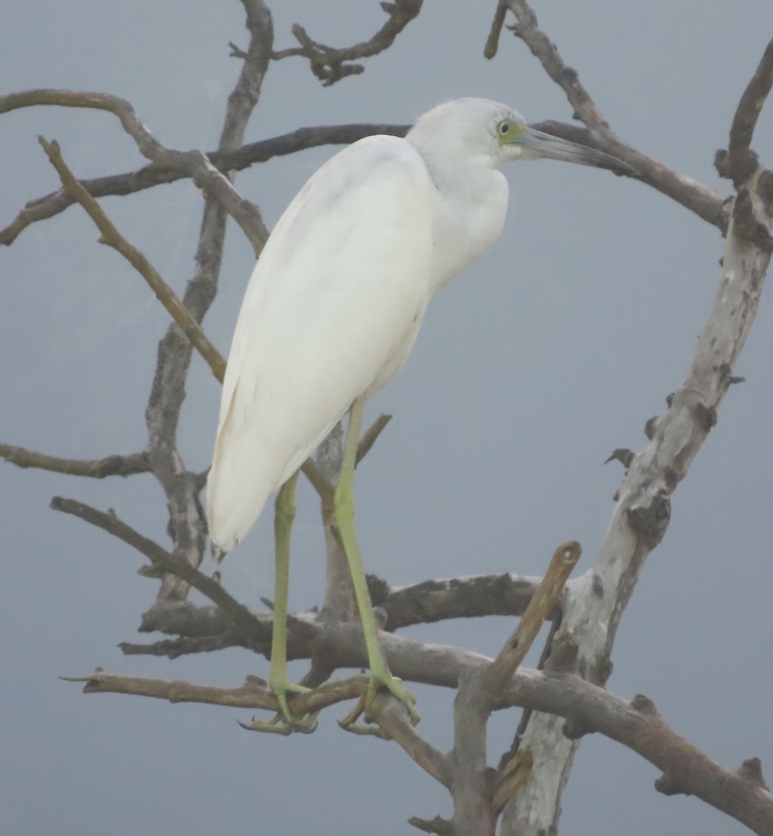 Little Blue Heron - Alfredo Correa