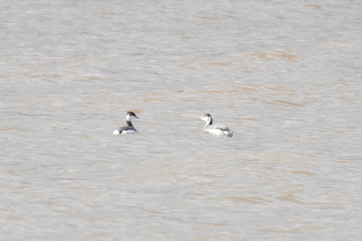 Horned Grebe - ML613477637