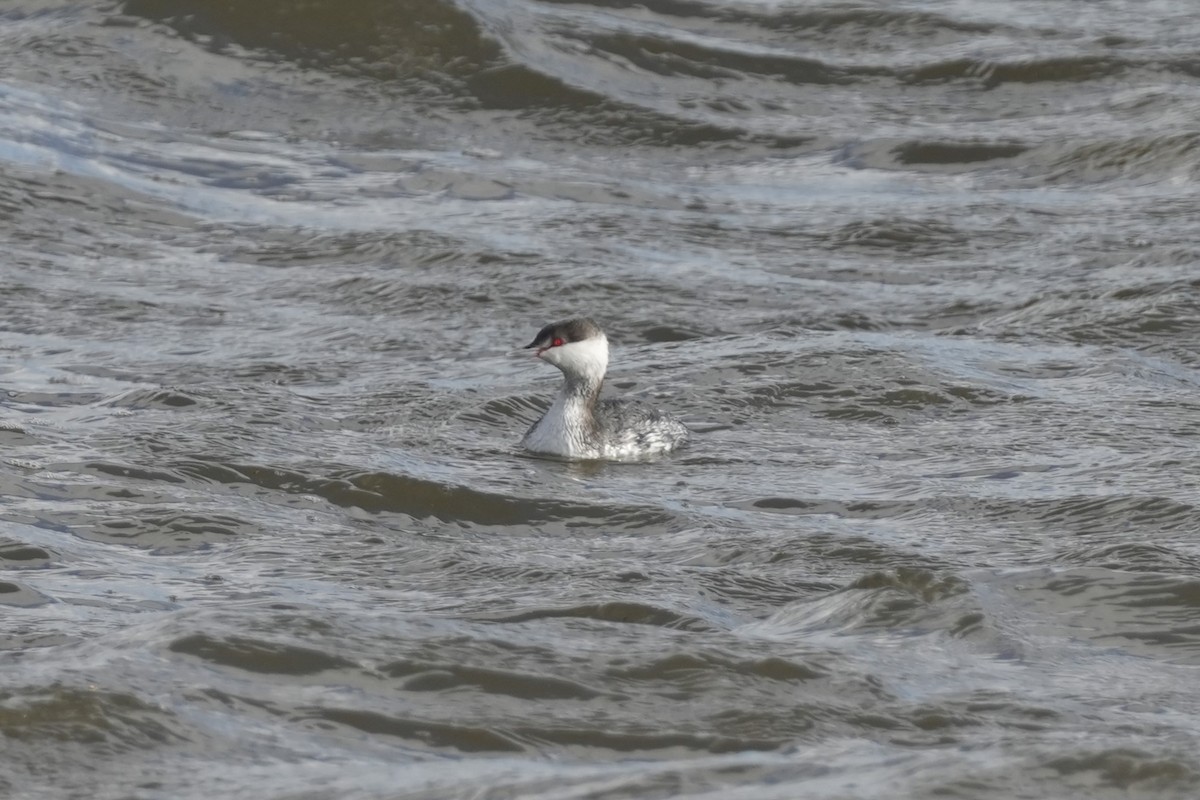 Horned Grebe - ML613477638