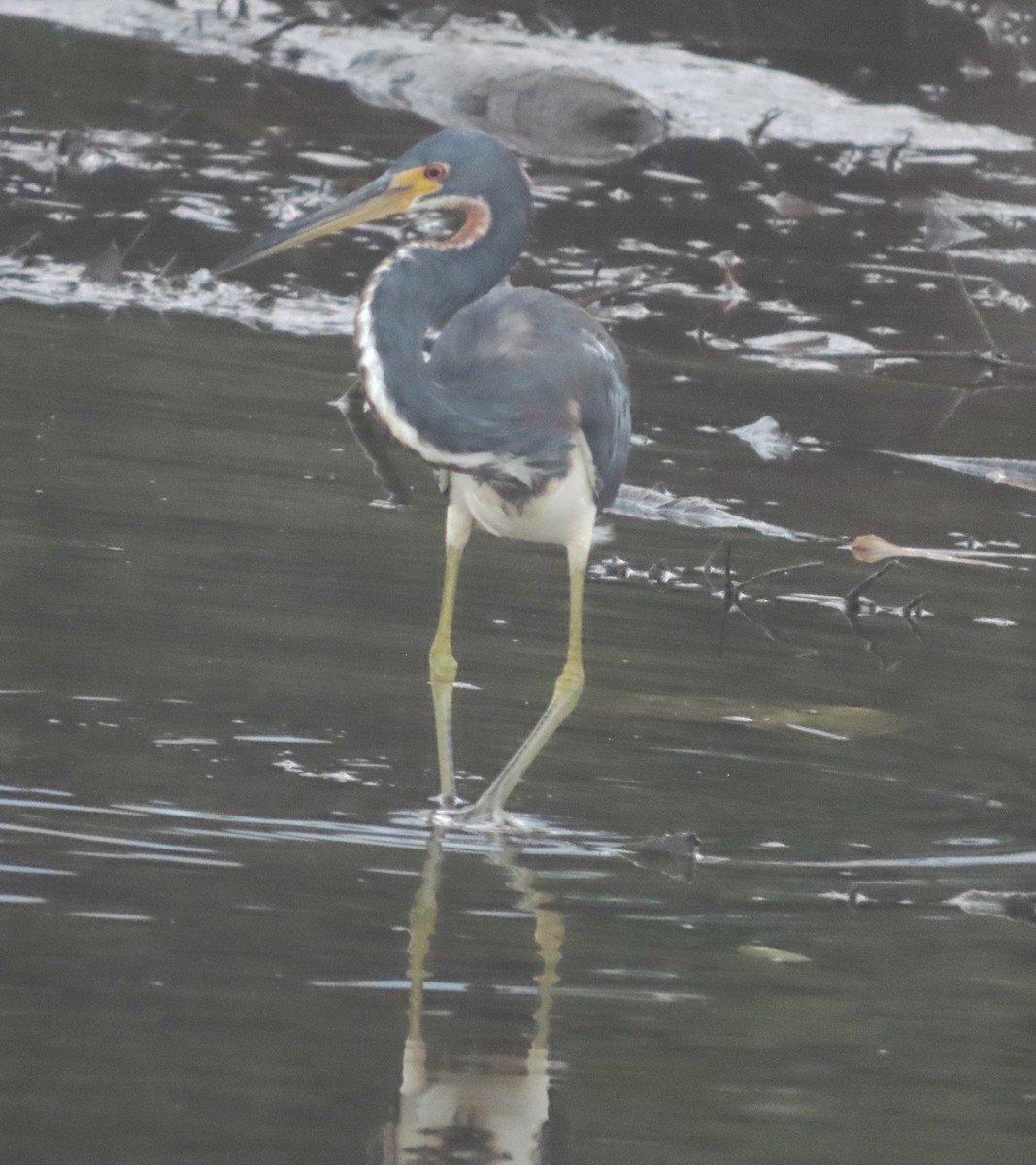 Tricolored Heron - Alfredo Correa