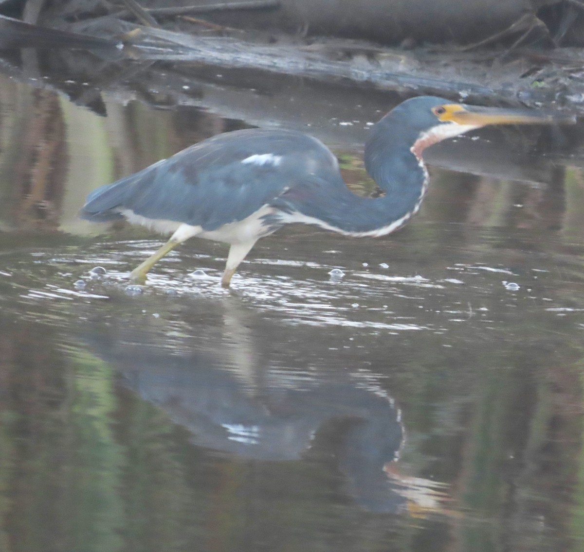 Tricolored Heron - Alfredo Correa