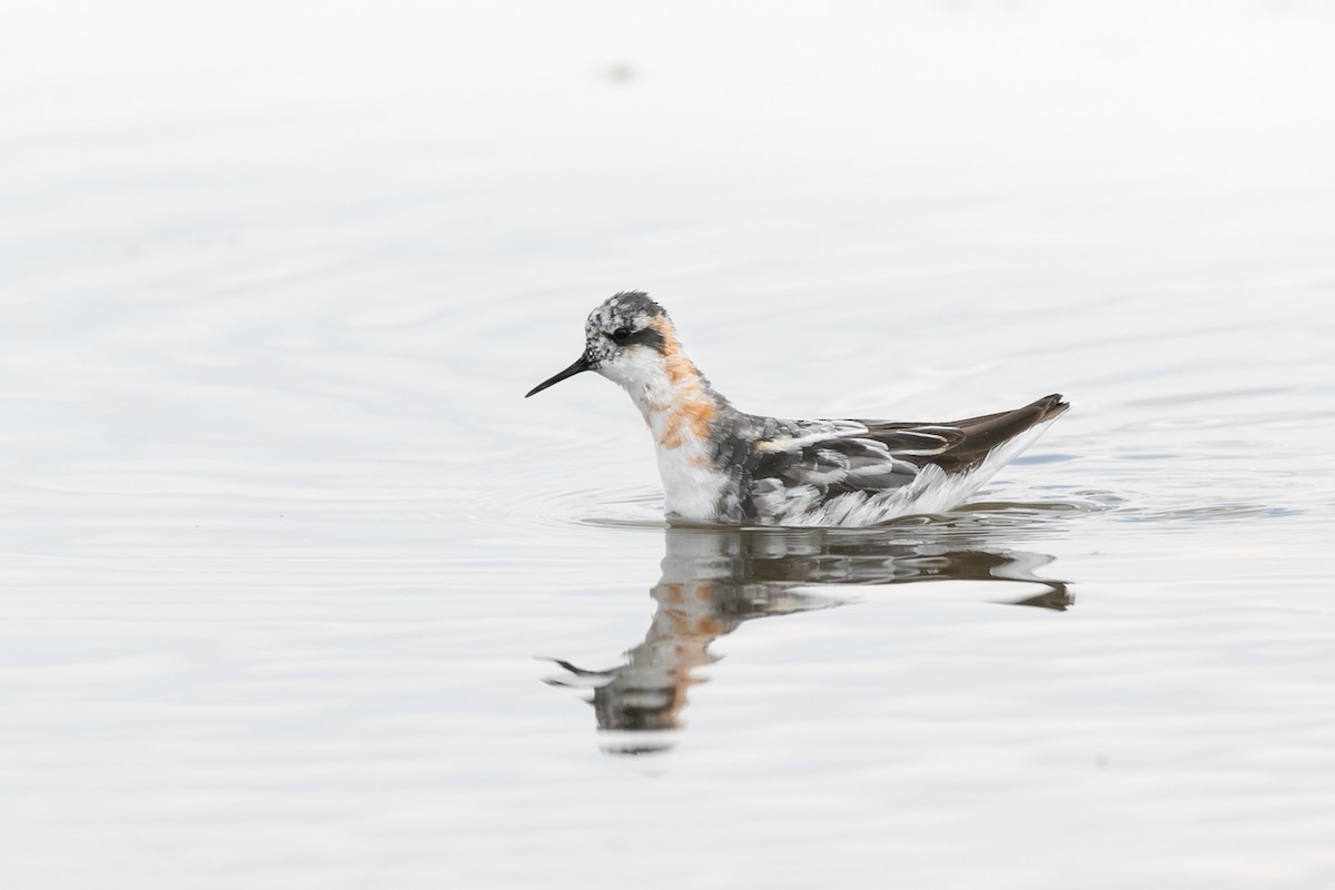 Phalarope à bec étroit - ML613477697