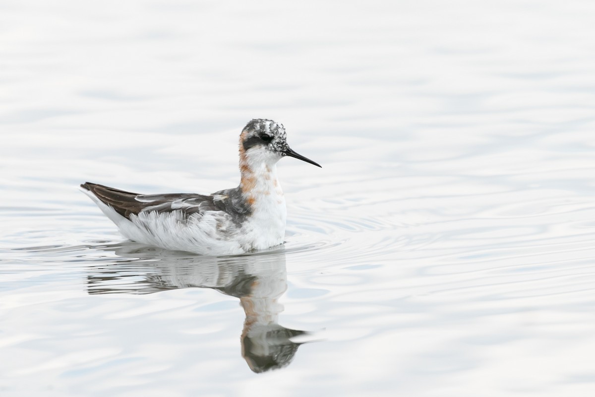 Phalarope à bec étroit - ML613477699