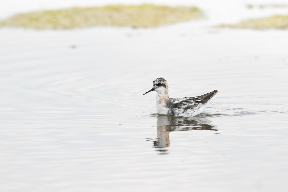 Phalarope à bec étroit - ML613477704