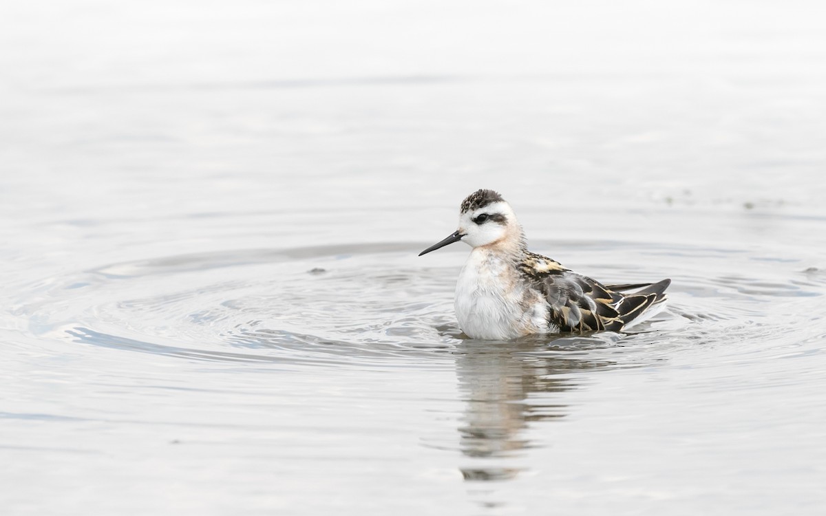 Red-necked Phalarope - ML613477706