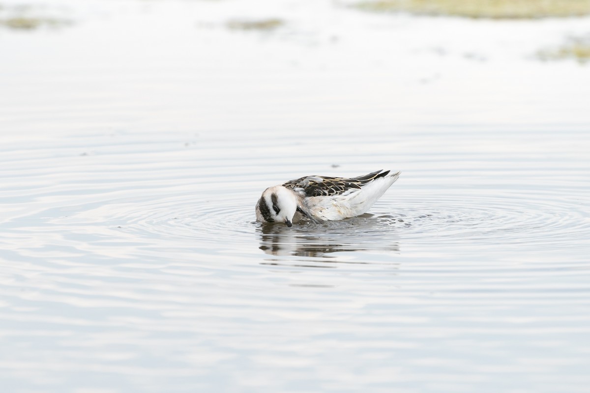 Phalarope à bec étroit - ML613477708