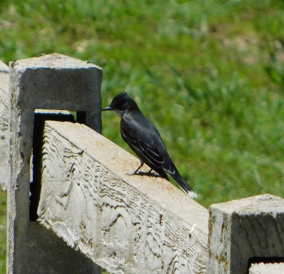 Eastern Kingbird - ML61347771