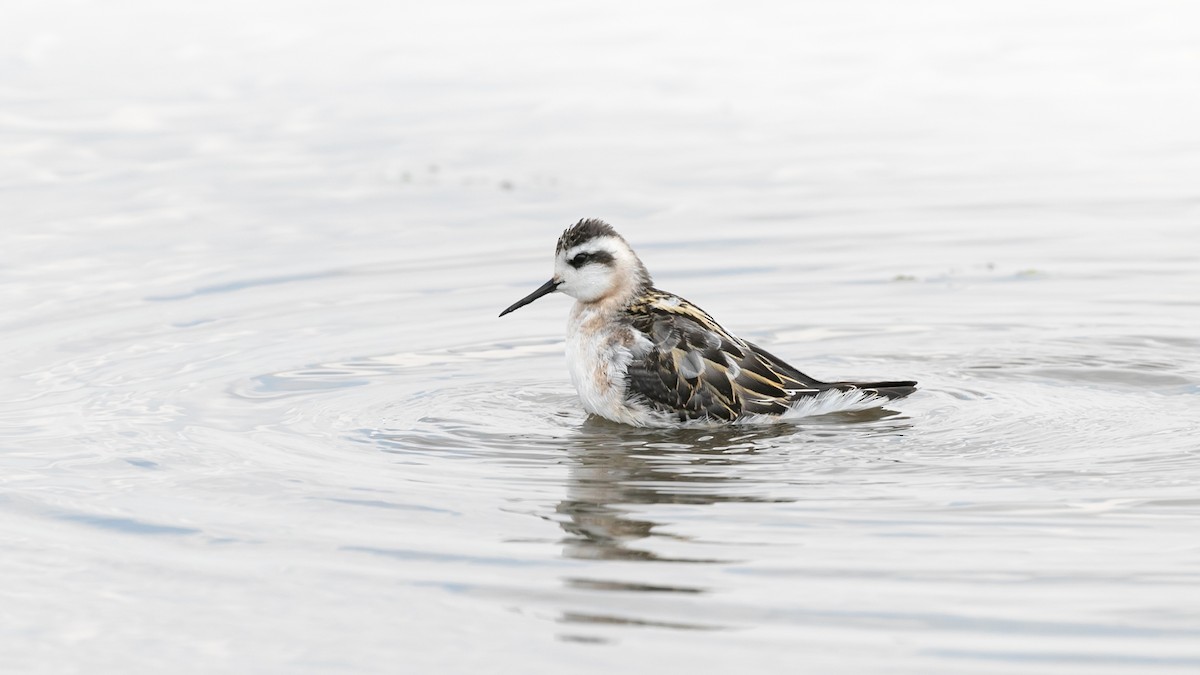 Red-necked Phalarope - ML613477710