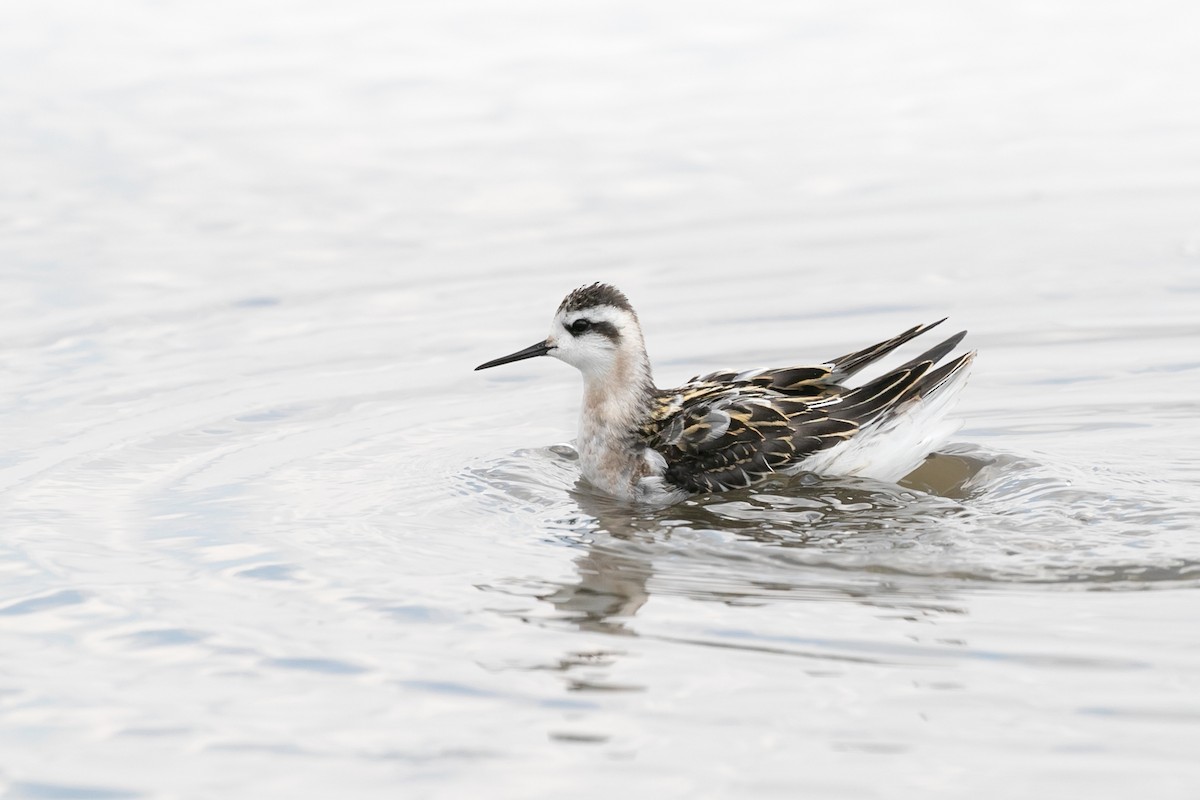 Phalarope à bec étroit - ML613477712