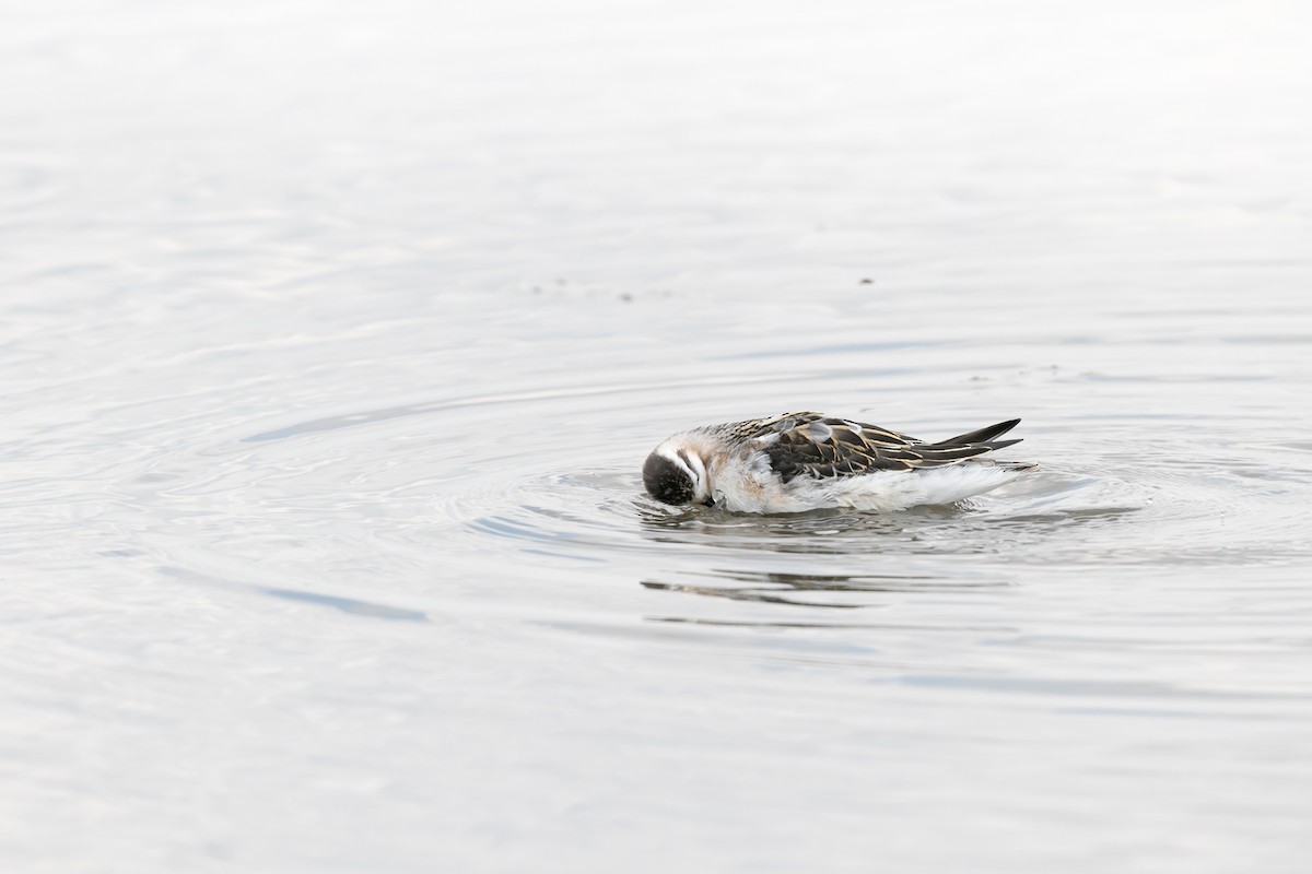 Red-necked Phalarope - ML613477713