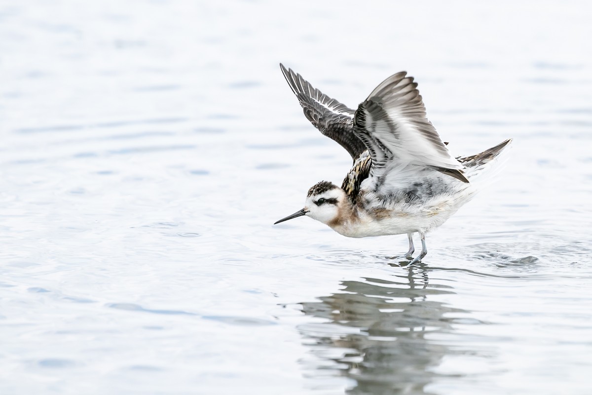 Red-necked Phalarope - Aaron Roberge