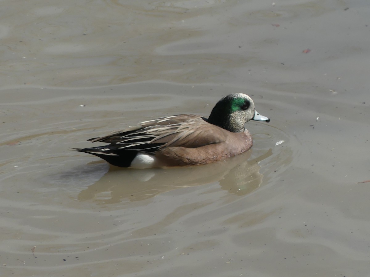 American Wigeon - Rebecca Merrill