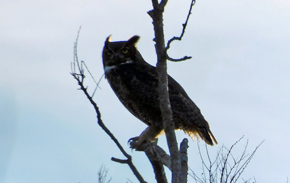 Great Horned Owl - ML613477867