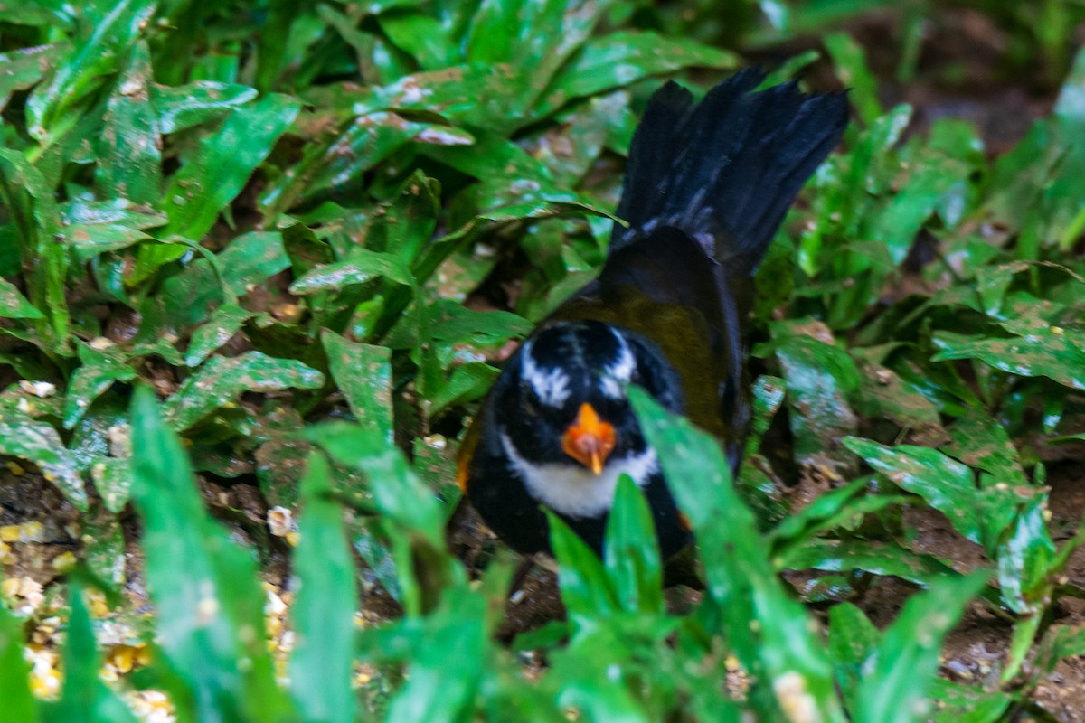 Orange-billed Sparrow - frostioe Chen