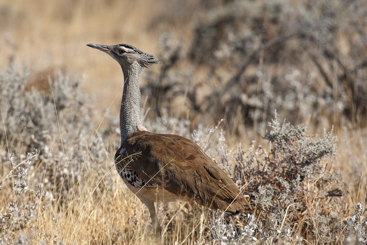 Kori Bustard - ML613477947