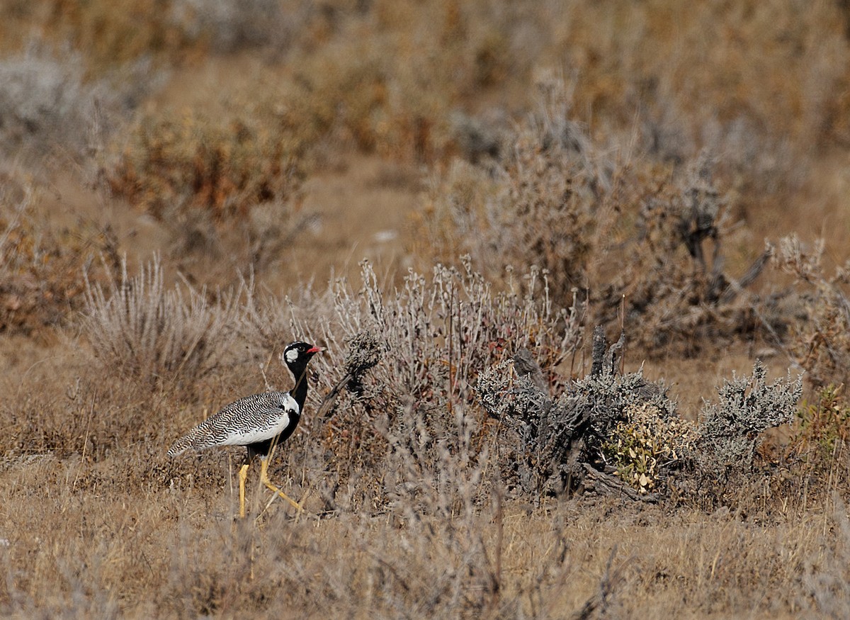 White-quilled Bustard - ML613477962