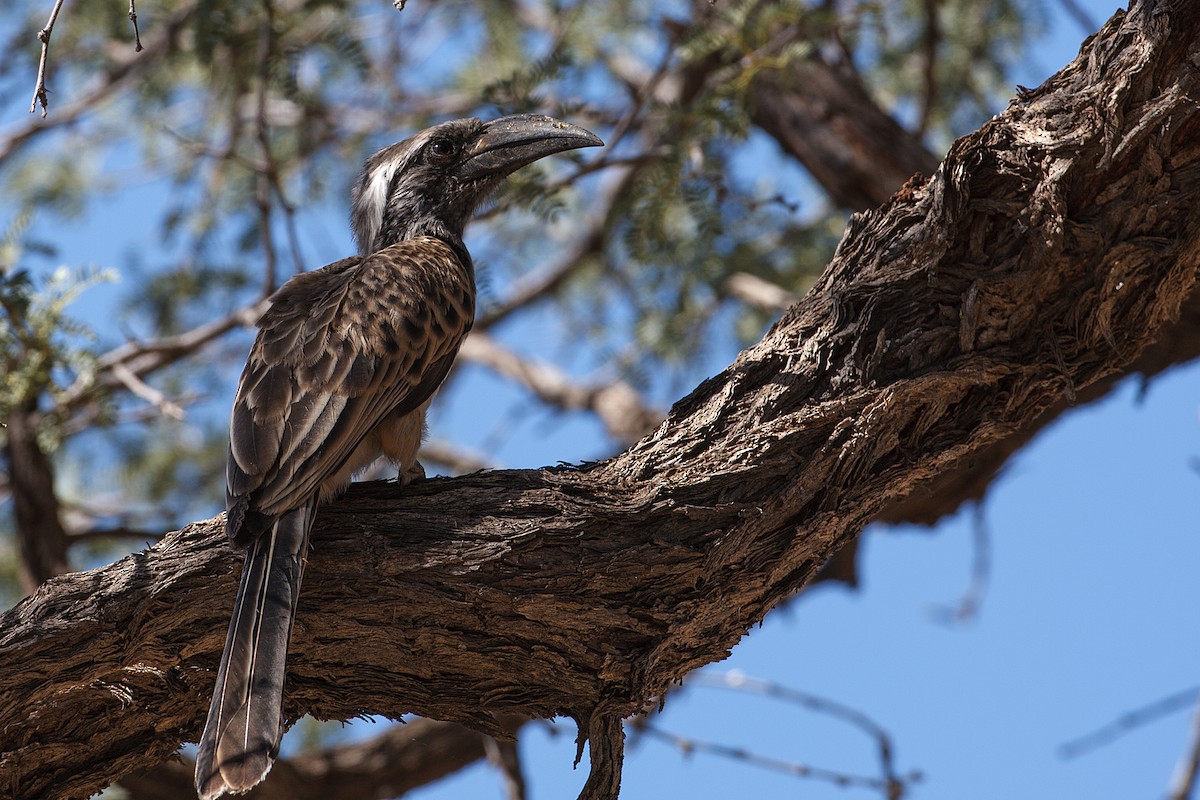 African Gray Hornbill - ML613477977