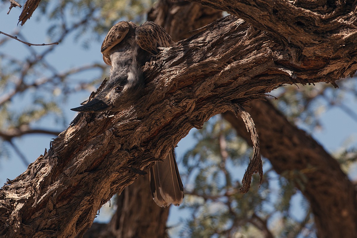 African Gray Hornbill - ML613477978