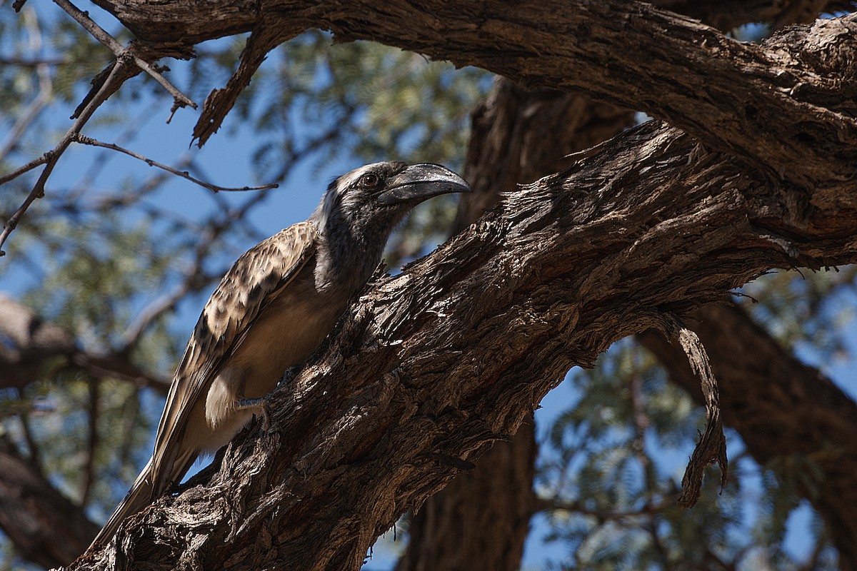 African Gray Hornbill - ML613477979