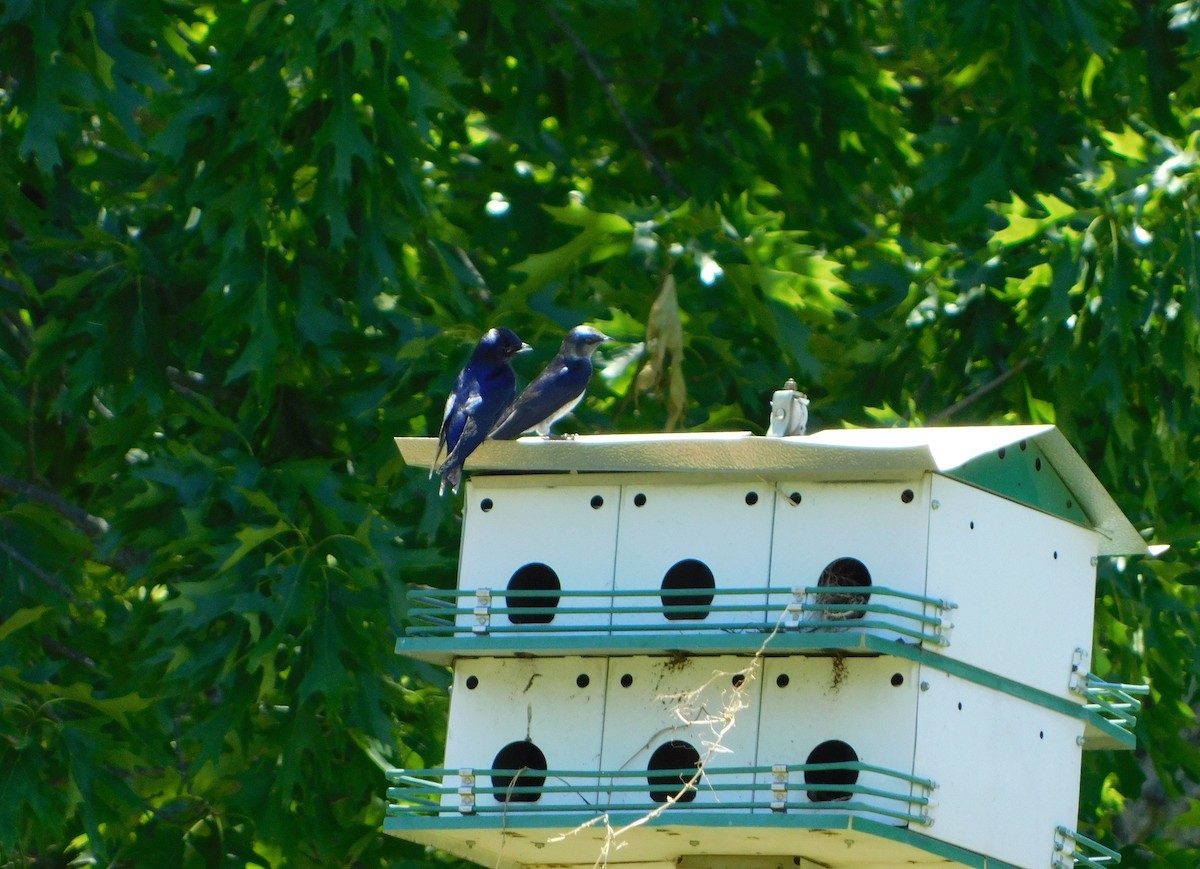 Purple Martin - ML61347801