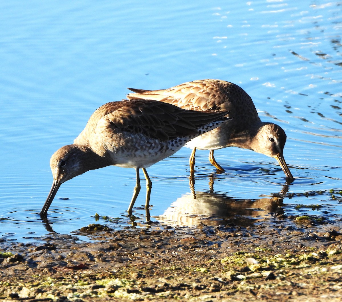 Long-billed Dowitcher - ML613478016