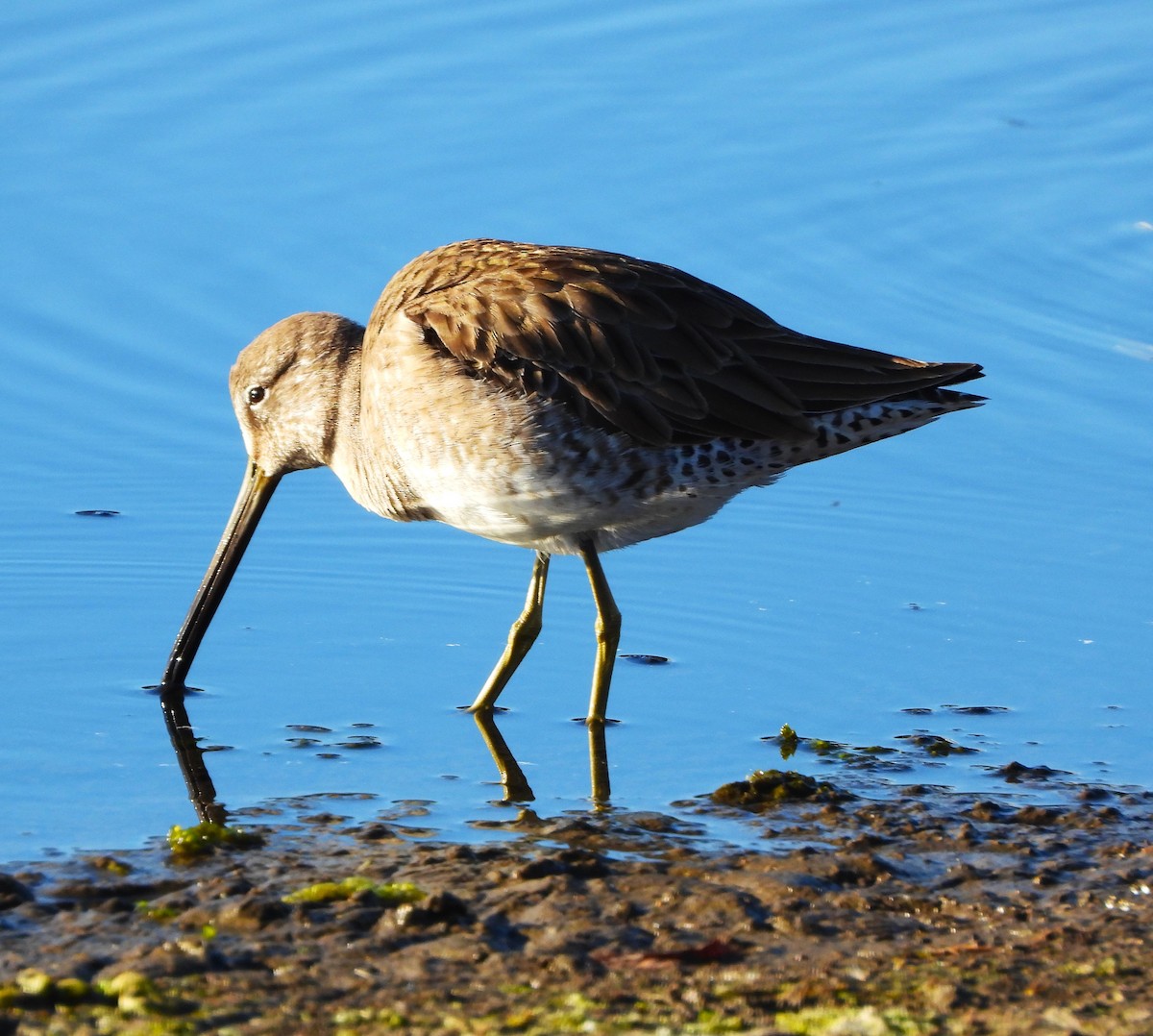 Long-billed Dowitcher - ML613478018